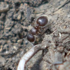 Meranoplus peringueyi