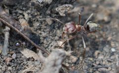 Meranoplus peringueyi