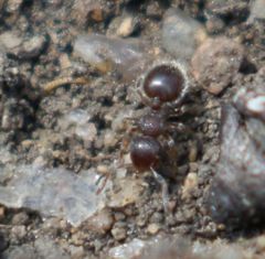 Meranoplus peringueyi