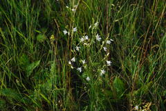 Anthericum ramosum