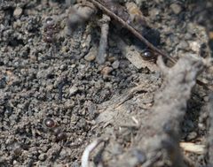 Meranoplus peringueyi