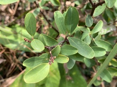 Wikstroemia