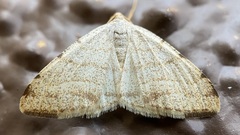 Taeniogramma octolineata