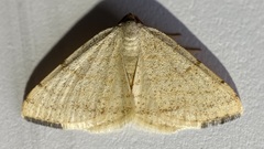 Taeniogramma octolineata