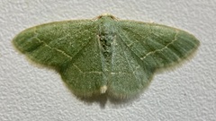 Chlorochlamys phyllinaria