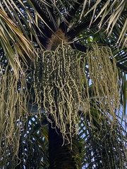 Deckenia nobilis