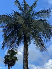Deckenia nobilis