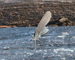 Pseudozizeeria maha