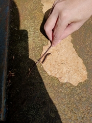 Asiomorpha coarctata