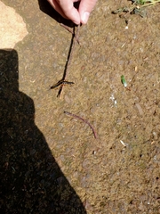 Asiomorpha coarctata