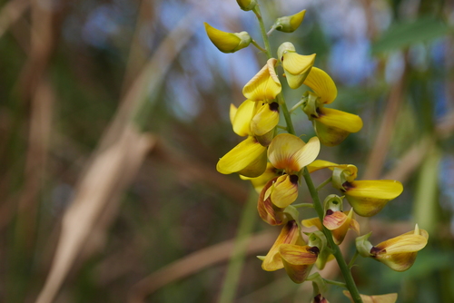 Crotalaria pallida iNat (1)