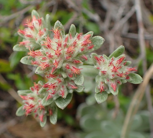 Image of Helichrysum spiralepis by (c) Nicola van Berkel, some rights reserved (CC BY-SA)