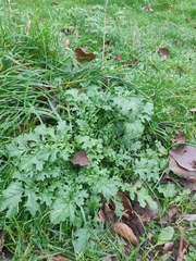 Jacobaea vulgaris