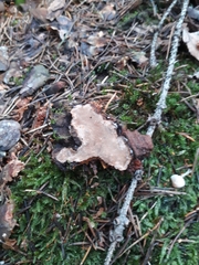 Phellopilus nigrolimitatus