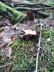 Phellopilus nigrolimitatus