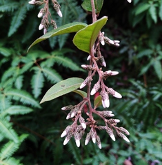 Decaneuropsis gratiosa