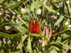 Decaisnina brittenii