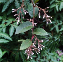 Decaneuropsis gratiosa