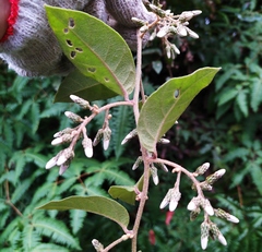 Decaneuropsis gratiosa