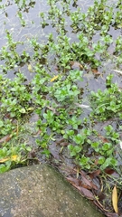 Veronica beccabunga