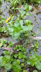 Veronica beccabunga