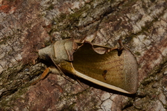 Gonodonta