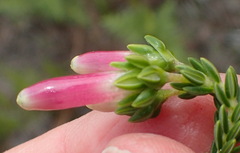Erica diaphana