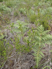 Erica diaphana