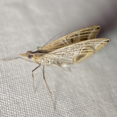 Phrataria transcissata