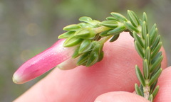 Erica diaphana