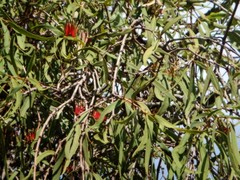 Decaisnina brittenii