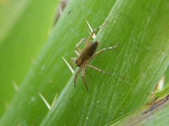 Arachosia proseni
