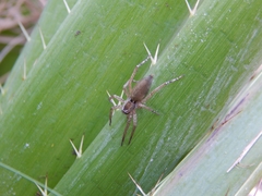 Arachosia proseni