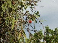 Decaisnina brittenii