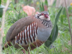 Alectoris rufa