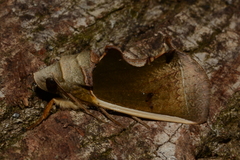 Gonodonta