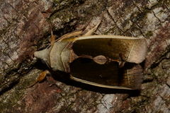 Gonodonta