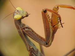 Mantis religiosa