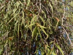 Decaisnina brittenii