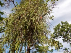 Decaisnina brittenii