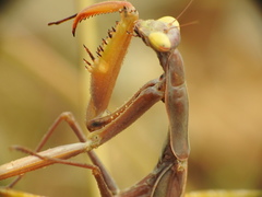 Mantis religiosa
