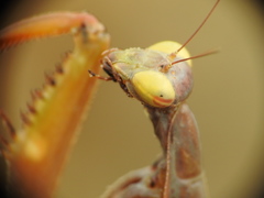 Mantis religiosa