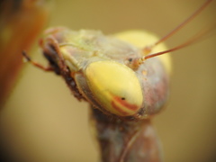 Mantis religiosa