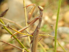 Mantis religiosa