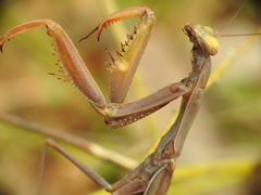 Mantis religiosa