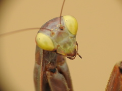 Mantis religiosa
