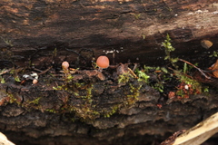 Conocybe vestita