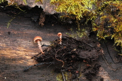 Conocybe vestita