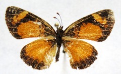 Tegosa anieta