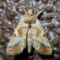 Hexorthodes accurata